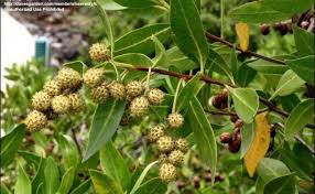 Attēlu rezultāti vaicājumam “Symphytocarpus trechisporus young”