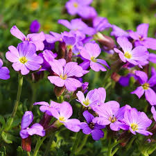 Attēlu rezultāti vaicājumam “Aubrieta deltoidea flower”