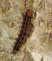 Attēlu rezultāti vaicājumam “Eilema griseola larva”