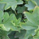 Attēlu rezultāti vaicājumam “Alchemilla subcrenata  flower”