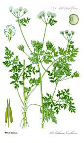 Attēlu rezultāti vaicājumam “Anthriscus”