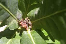 Attēlu rezultāti vaicājumam “Quercus robur Fastigiata leaf”