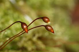 Attēlu rezultāti vaicājumam “Ctenidium molluscum”