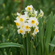 Attēlu rezultāti vaicājumam “Narcissus leaf”