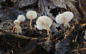 Attēlu rezultāti vaicājumam “Collybia sp.”