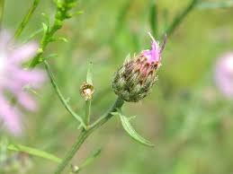 Attēlu rezultāti vaicājumam “Centaurea stoebe bud”