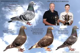 Image result for Abbeyton & Broomfield Racing Pigeons