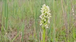 Attēlu rezultāti vaicājumam “Dactylorhiza ochroleuca leaf”