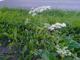 Attēlu rezultāti vaicājumam “Heracleum sosnowskyi leaf”