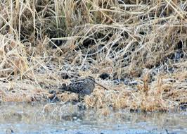 Attēlu rezultāti vaicājumam “Gallinago gallinago nest”