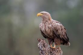 Image result for Haliaeetus albicilla