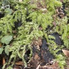 Attēlu rezultāti vaicājumam “Herzogiella seligeri”