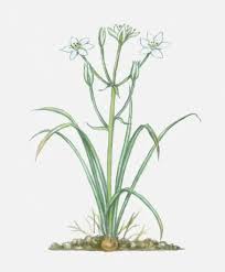 Attēlu rezultāti vaicājumam “Ornithogalum umbellatum”