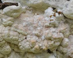 Attēlu rezultāti vaicājumam “Gloeoporus pannocinctus”