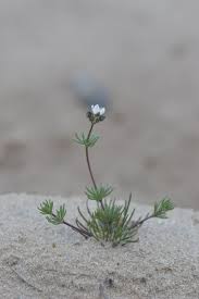 Attēlu rezultāti vaicājumam “Spergula morisonii”