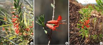 Attēlu rezultāti vaicājumam “Lythraceae”