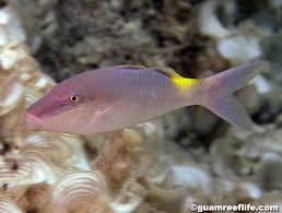 Image result for Parupeneus cyclostomus