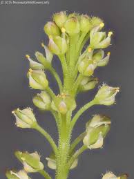 Attēlu rezultāti vaicājumam “Lepidium densiflorum bud”