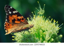 Attēlu rezultāti vaicājumam “Nymphalis xanthomelas”