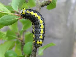 Attēlu rezultāti vaicājumam “Diloba caeruleocephala”