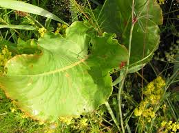 Attēlu rezultāti vaicājumam “Rumex confertus”