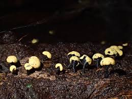 Attēlu rezultāti vaicājumam “Hymenoscyphus calyculus”