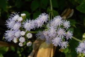 Image result for Ageratum houstonianum