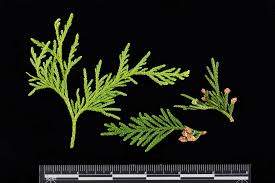 Attēlu rezultāti vaicājumam “Thuja occidentalis leaf”