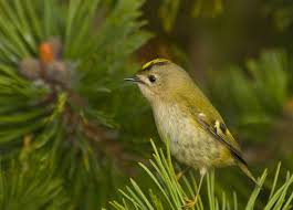 Attēlu rezultāti vaicājumam “Regulus regulus”