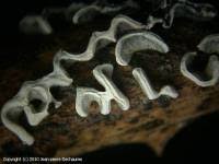 Attēlu rezultāti vaicājumam “Physarum bivalve”