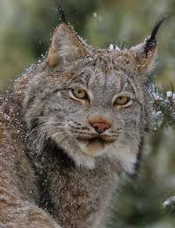 Attēlu rezultāti vaicājumam “Lynx lynx”