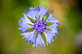 Attēlu rezultāti vaicājumam “Cyanus segetum flower”