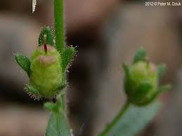 Attēlu rezultāti vaicājumam “Microrrhinum minus flower”