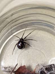 Attēlu rezultāti vaicājumam “Steatoda grossa”