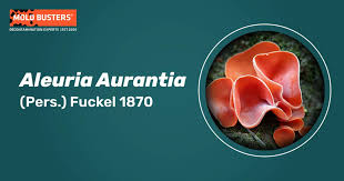 Attēlu rezultāti vaicājumam “Aleuria aurantia”