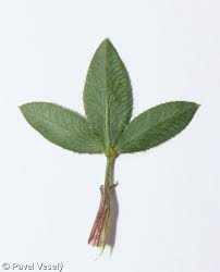 Attēlu rezultāti vaicājumam “Trifolium montanum”