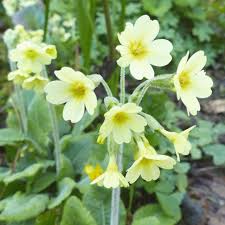 Image result for Primula veris