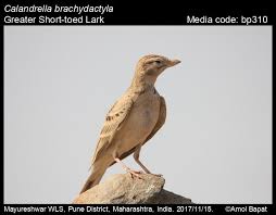 Image result for Calandrella brachydactyla