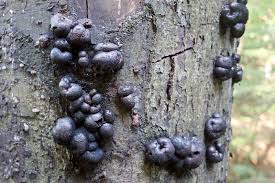 Attēlu rezultāti vaicājumam “Daldinia concentrica”