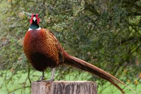 Image result for Porthmadog shooting range