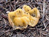 Attēlu rezultāti vaicājumam “Sowerbyella radiculata”