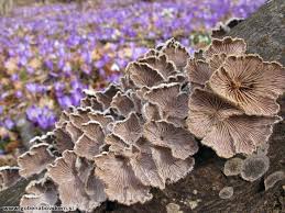 Attēlu rezultāti vaicājumam “Fuligo luteonitens macro”