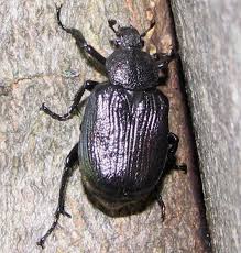 Attēlu rezultāti vaicājumam “Osmoderma barnabita imago”