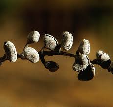 Attēlu rezultāti vaicājumam “Physarum compressum”