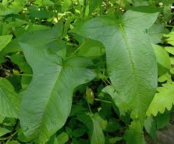 Attēlu rezultāti vaicājumam “Thesium ebracteatum leaf”