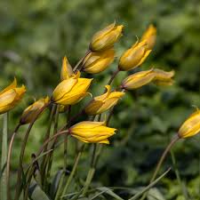 Attēlu rezultāti vaicājumam “Tulipa sylvestris bud”