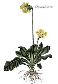 Image result for Schlüsselblumen
