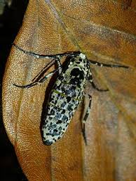 Attēlu rezultāti vaicājumam “Erannis defoliaria imago”