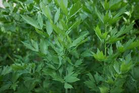 Attēlu rezultāti vaicājumam “Levisticum officinale”