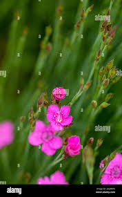 Attēlu rezultāti vaicājumam “Dianthus deltoides bud”